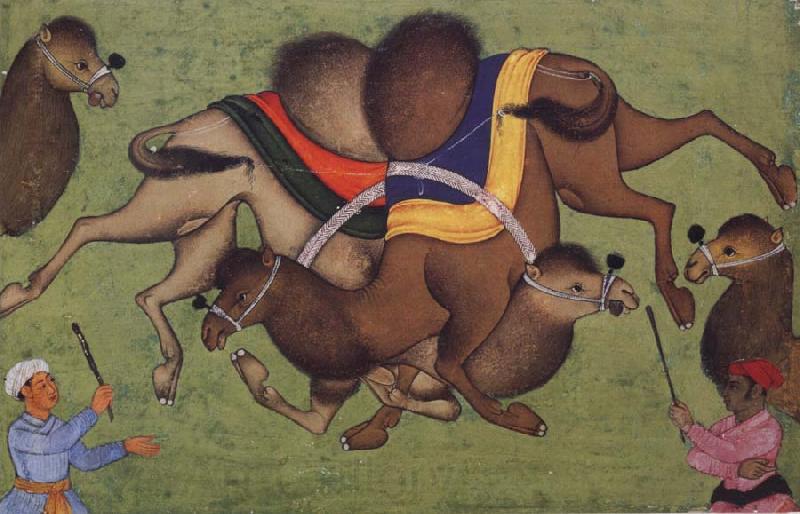 unknow artist Fighting camels